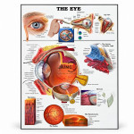Healthy Eye Chart